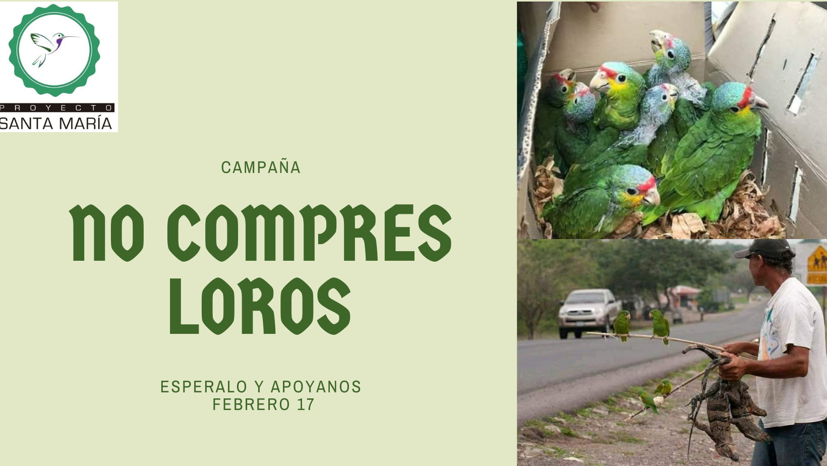 ‘Sin compra no hay venta’: Lanzan campaña para inhibir tráfico de loros silvestres